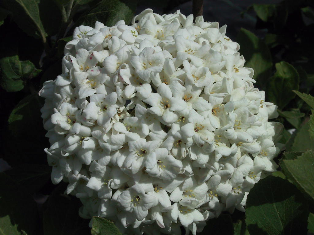 Viburnum carlcephalum 02.jpg